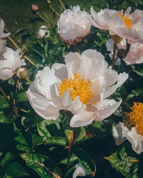 Peonie Bianche Aiuola Fiori Estivi — Foto Stock