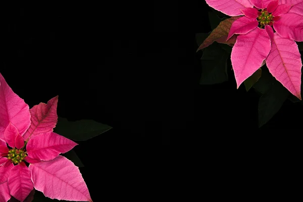 Hot Pink Poinsettia Isolated Black