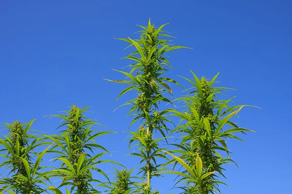 大麻籽图库照片 免版税大麻籽图片 Depositphotos