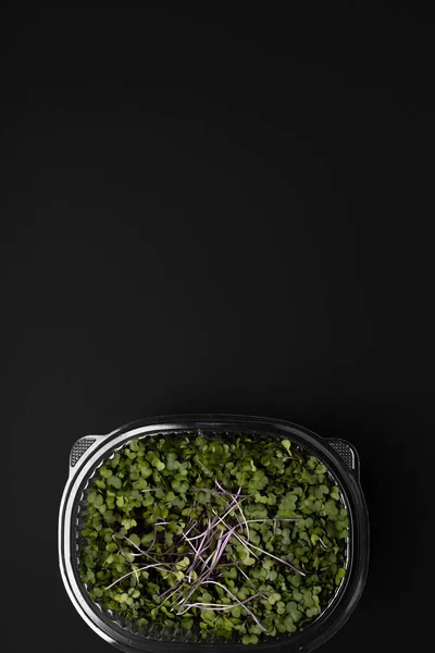 Fresh Green Microgreens Plastic Box Black Background Fotos De Bancos De Imagens