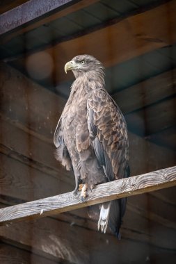 Kafesteki kartal. Kafesteki yırtıcı kuş. Hayvanat bahçesi sakini. Hawk ailesi. Hızlı avcı. Tüylü kahverengi. Çevre koruma. Keskin bir bakış. Güzel görüş. Eğri gaga.