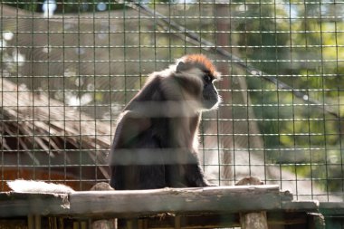 Hayvanat bahçesindeki maymun. Arka plandaki primat profili. Hayvan koruması. Kafesteki vahşi hayvan. Bir maymun.