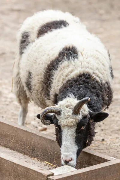 Hodowla Zwierząt Rolnictwie Koza Rogami Owcza Wełna Zwierzęca Twarz Przeżuwacze — Zdjęcie stockowe