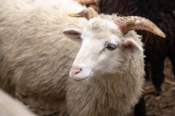 Weißes Kind Ziegenkopf Mit Hörnern Nettes Kleines Gesicht Landwirtschaft Leben — Stockfoto