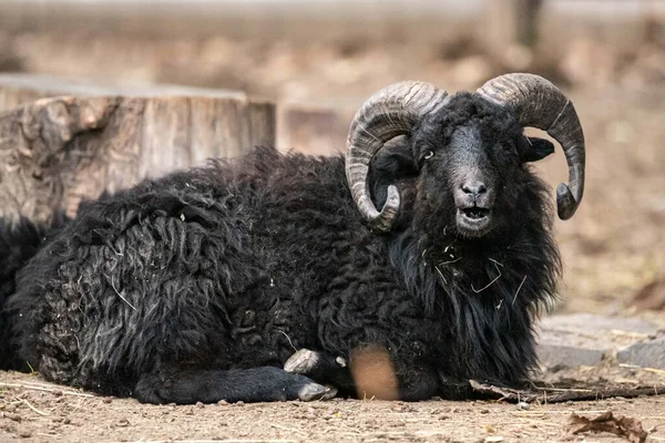 Tierhaltung Der Landwirtschaft Ziege Mit Hörnern Schafwolle Tiergesicht Wiederkäuer Zoo — Stockfoto