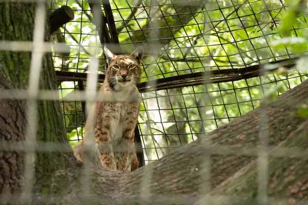 Lince Comune Nella Voliera Gatto Selvatico Veloce Animale Predatore Gabbia — Foto Stock