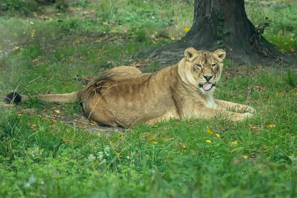 Leão Fêmea Está Olhar Para Câmara Leoa Está Relva Safári — Fotografia de Stock