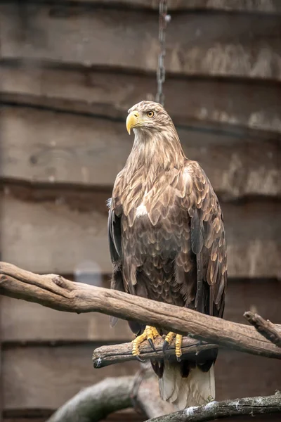Eagle in a cage. Bird of prey in a cage. Zoo dweller. The hawk family. Fast hunter. Feathered brown. Environmental Protection. Sharp look. Good vision. Curved beak.