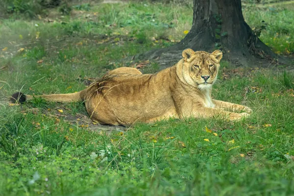 Female Lion Looking Camera Lioness Lies Grass African Safari Predatory — Stock Photo, Image