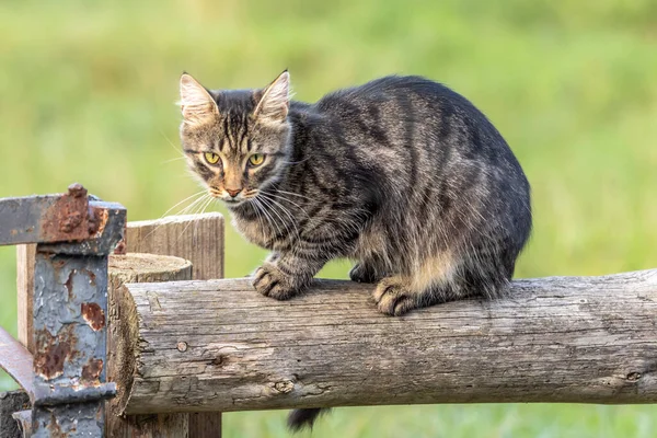 Négy Mancsot Házi Macska Faluban Kerítésen Állatvédelem Kóbor Állatoknak Segítek — Stock Fotó