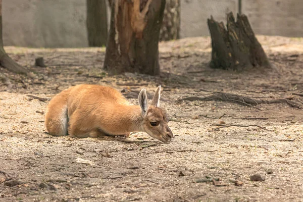 Küçük Lama Evcilleştirilmiş Vahşi Hayvan Hayvanat Bahçesinde Hayvan Beslemek Anne — Stok fotoğraf