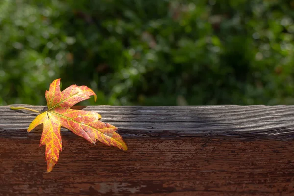 Fondo Acogedor Otoño Patrón Hoja Árbol Hoja Arce Solitaria Caída — Foto de Stock