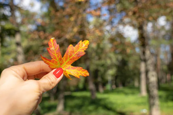 Hoja Arce Hoja Anaranjada Del Árbol Las Manos Femeninas Los — Foto de Stock