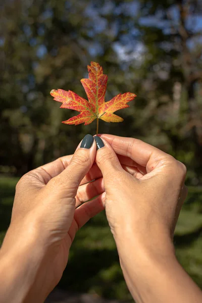 Folha Maple Folha Laranja Uma Árvore Mãos Femininas Cores Brilhantes — Fotografia de Stock