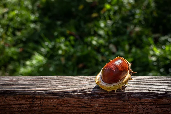 皮の馬栗 秋の日に栗 秋の果物 — ストック写真