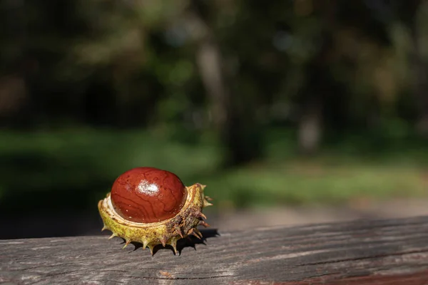 Castaño Caballo Piel Castaño Día Otoño Frutas Otoño Colores Otoñales —  Fotos de Stock