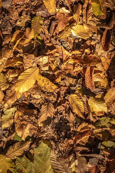 秋天温暖的色彩 干叶地毯 走在公园里 落叶的模式 舒适的背景 五彩斑斓的风景大自然的美丽在森林的地面上有彩色的叶子 — 图库照片