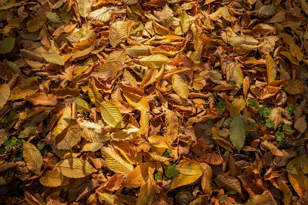 秋天温暖的色彩 干叶地毯 走在公园里 落叶的模式 舒适的背景 五彩斑斓的风景大自然的美丽在森林的地面上有彩色的叶子 — 图库照片