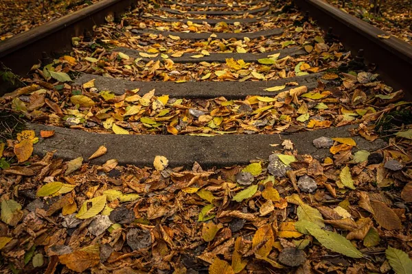 배경은 과같다 잠자는 사람들 나뭇잎들 자연의 아름다움 철도에 누렇게 빛나는 — 스톡 사진