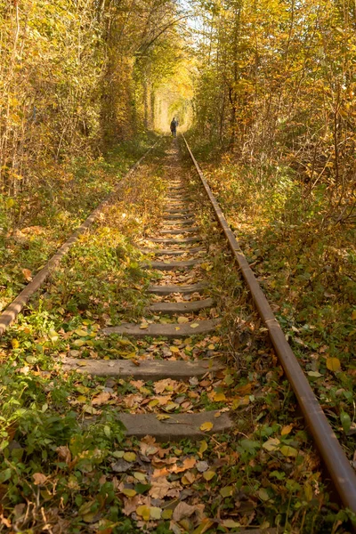 Sonbahar Demiryolu Trenle Yolculuk Raylar Mesafeye Gidiyor Uyku Perileri Raylar — Stok fotoğraf