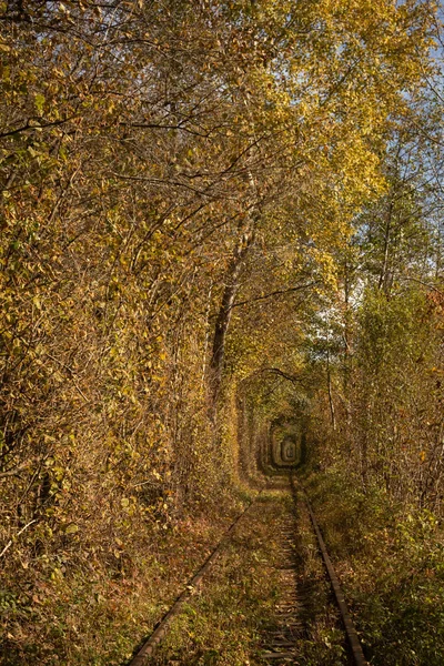 Tunnel Love Arch Trees Natural Landmark Ukraine Resting Place Lovers — Stock Photo, Image