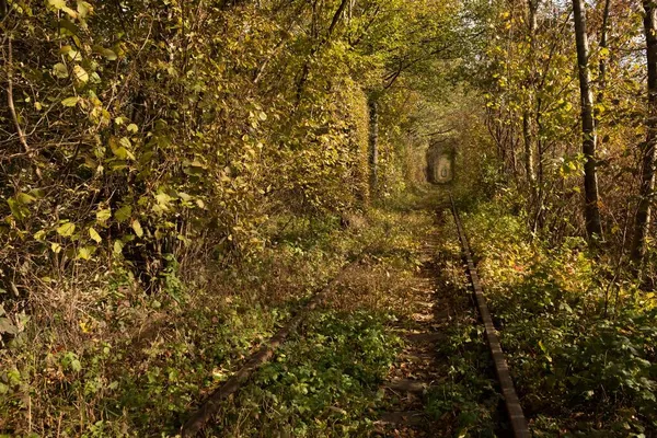 Túnel Amor Arco Árvores Marco Natural Ucrânia Lugar Descanso Para — Fotografia de Stock
