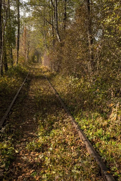 爱情隧道 拱形的树 乌克兰的自然地标 一个恋人休息的地方 浪漫的位置 婚纱照会秋天的铁路景观 神奇的风景 — 图库照片