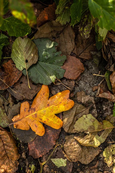 Cores Quentes Outono Tapete Folhas Secas Caminhe Parque Padrões Folhas — Fotografia de Stock