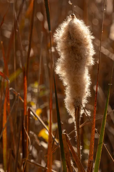 Flauschiges Schilf Feldpflanzen Warme Herbstlandschaft Trockene Stängel Schilf Gegenlicht — Stockfoto