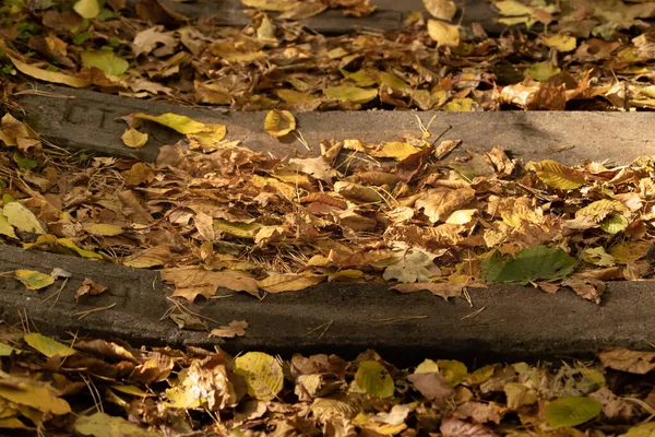 秋天的背景暖色 睡梦中的树叶干枯了 舒适的背景 五彩斑斓的风景大自然的美丽铁路上的树叶色彩斑斓 木制卧铺者 — 图库照片