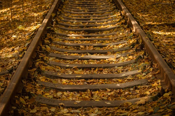 배경은 과같다 잠자는 사람들 나뭇잎들 자연의 아름다움 철도에 누렇게 빛나는 — 스톡 사진