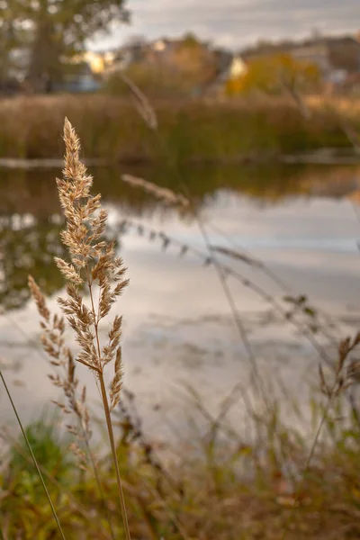 호수의 물가에 식물들 자연의 소음으로부터 속삭임 강둑에 — 스톡 사진