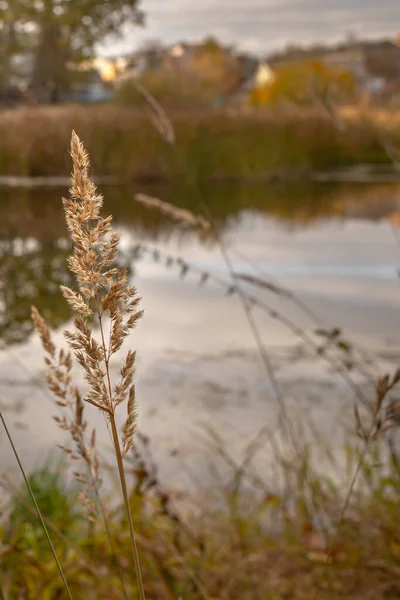 Ländliche Landschaft Pflanzen Ufer Des Sees Das Schweigen Der Natur — Stockfoto