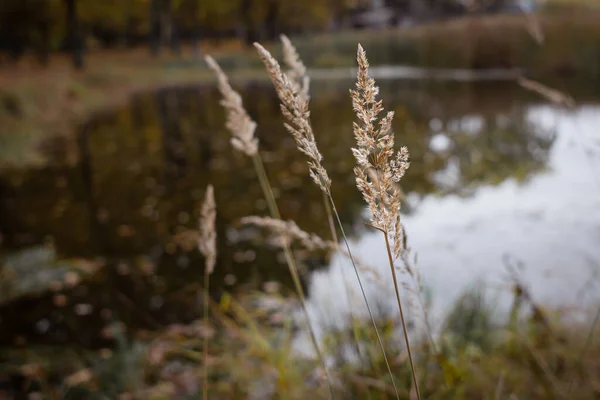Kırsal Alan Gölün Kıyısındaki Bitkiler Doğanın Sessizliği Sakin Manzara Gürültüden — Stok fotoğraf