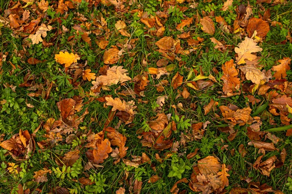 秋天温暖的色彩 干叶地毯 走在公园里 落叶的模式 舒适的背景 五彩斑斓的风景大自然的美丽在森林的地面上有彩色的叶子 — 图库照片