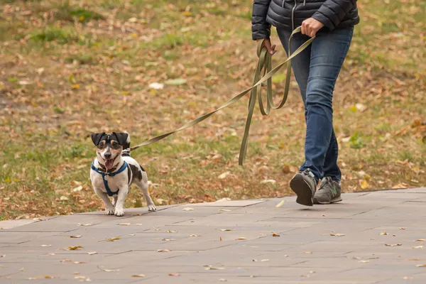 Köpeği gezdir. Benekli daksund. Tasmalı genç bir köpek. Yeterlilik eğitimi. Yavru köpek yetiştiriyorum. Soylu köpek. Sahibi sokak boyunca köpekle birlikte yürür. Sonbahar parkında yürü.