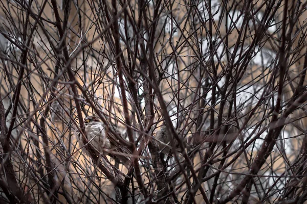 麻雀在树枝间 公园里的鸟儿城市里的自然 一种无叶树枝的图案 无花果树分枝 鸟在树枝上 一个不起眼的小东西 — 图库照片