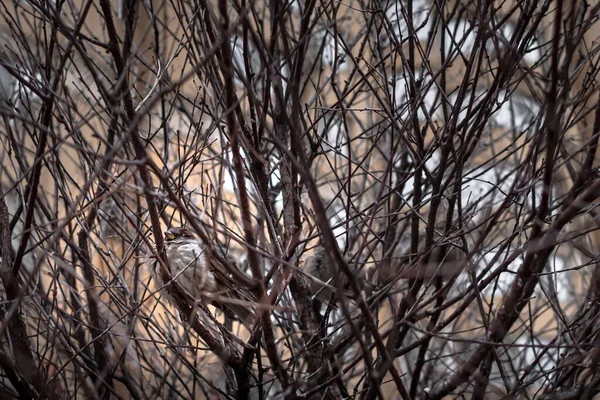 Passero Tra Rami Uccelli Nel Parco Natura Città Modello Rami — Foto Stock