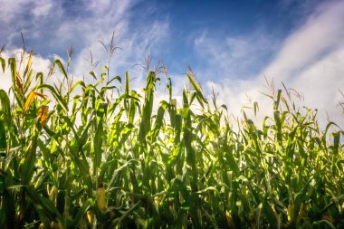 Mavi gökyüzüne karşı mısır tarlası. Tarım endüstrisi. Mısır hasadı. Tahıl kültürü. Mısır tarlalarının tarım arazisi.