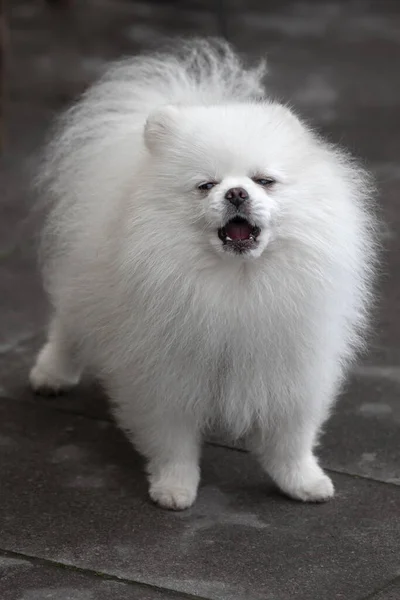 White Spitz Dog Small Breed Long White Fur Thoroughbred Pet — Foto de Stock