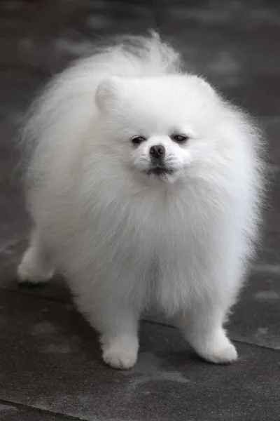 Vita Spitz Hund Liten Ras Lång Vit Päls Äkta Sällskapsdjur — Stockfoto