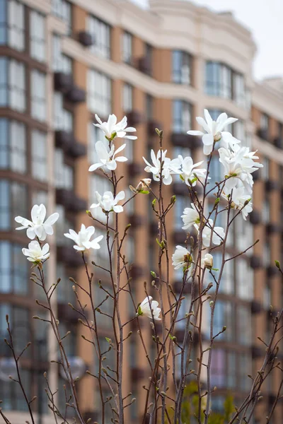 White Magnolia Landscaping Residential Complex Plant Background High Rise Building — Stok fotoğraf