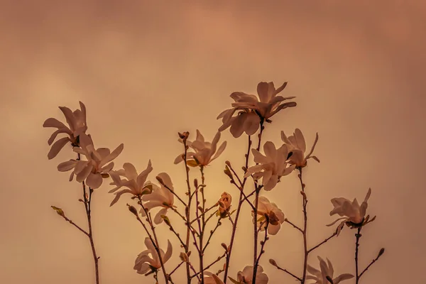 Magnolia Branches Plant Background Blooming Flowers — Fotografia de Stock