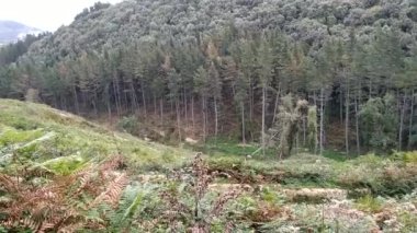 Orman manzarası. Doğanın görkemli sessizliği. Dağların, ormanların ve sürülerin sesleri. Yeşil turizm. St. James 'in yolu. Camino de Santiago.
