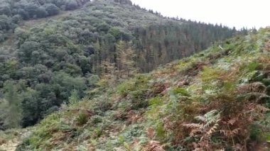 Orman manzarası. Doğanın görkemli sessizliği. Dağların, ormanların ve sürülerin sesleri. Yeşil turizm. St. James 'in yolu. Camino de Santiago.