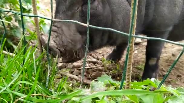 Svarta Grisar Tuggar Nasse Betar Nära Stängslet Livet Landsbygden Livet — Stockvideo