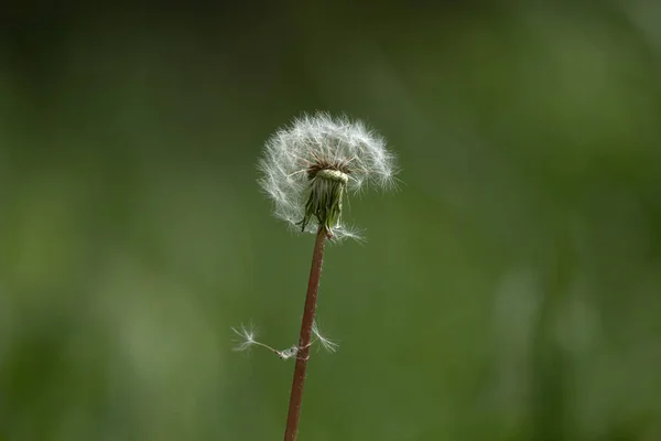 Karahindiba Yaklaş Bahar Bitkileri Yumuşak Çiçek Solan Güzellik — Stok fotoğraf