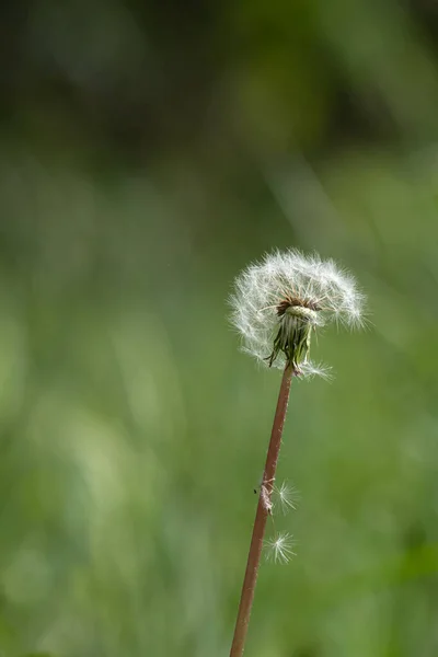 Maskros Nära Håll Vårväxter Fluffig Blomma Fallande Skönhet — Stockfoto