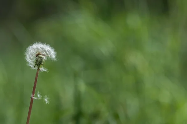 Karahindiba Yaklaş Bahar Bitkileri Yumuşak Çiçek Solan Güzellik — Stok fotoğraf