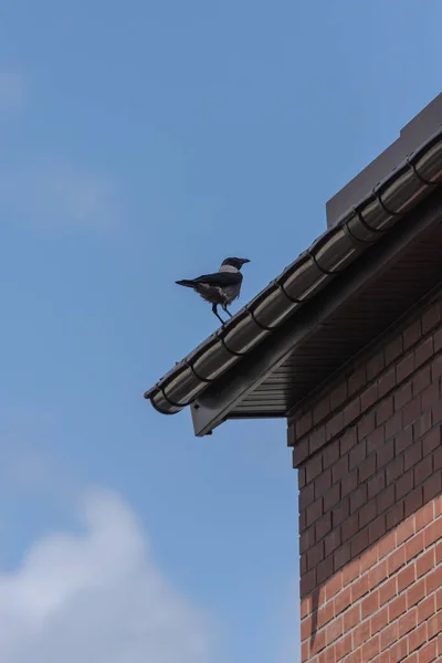 Bird Sitting Roof House Clever Bird Crow Background Sky — Fotografia de Stock